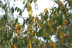 Ventilago denticulata